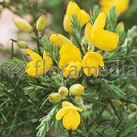 ULEX